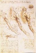 The muscles of arm, shoulder and neck Leonardo Da Vinci